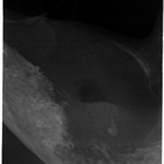 Kæbekræft hos Shana-Mio, 1, 24. januar 2013