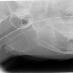 Kæbekræft hos Shana-Mio, 2, 24. januar 2013