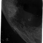 Kæbekræft hos Shana-Mio, 3, 24. januar 2013