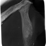 Kæbekræft hos Shana-Mio, 4, 24. januar 2013