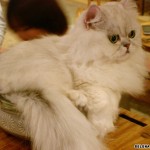 kattensliv.dk, Neko_cat_cafes, 4
