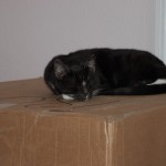 Buffy slapper af oven på papkassen Buffy elsker papkasser-www.kattensliv.dk-hvorfor elsker katte papkasser