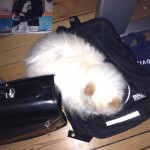 Shana-Mio forsøger at putte sig ned i rygsækken Shana-Mio-elsker at putte sig-www.kattensliv.dk-hvorfor elsker katte papkasser