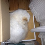 Shana-Mio gemmer sig i en skuffe Shana-Mio-putter-sig-i-kasse-www.kattensliv.dk