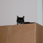 Buffy har det store overblik fra papkassen hvorfor-elsker-katte-papkasser-www.kattensliv.dk