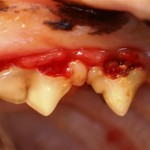 Rødt-tandkød-hos-kat-tænder-www.kattensliv.dk