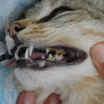 TR-FORL-tænder-symptomer-kat-behandling-www.kattensliv.dk