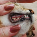 Tandproblemer-hos-katte-www.kattensliv.dk