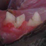 Tooth-Resorption-kat-symptomer-www.kattensliv.dk