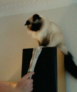 Kat, akupunktur, smerter i ryg og hofte